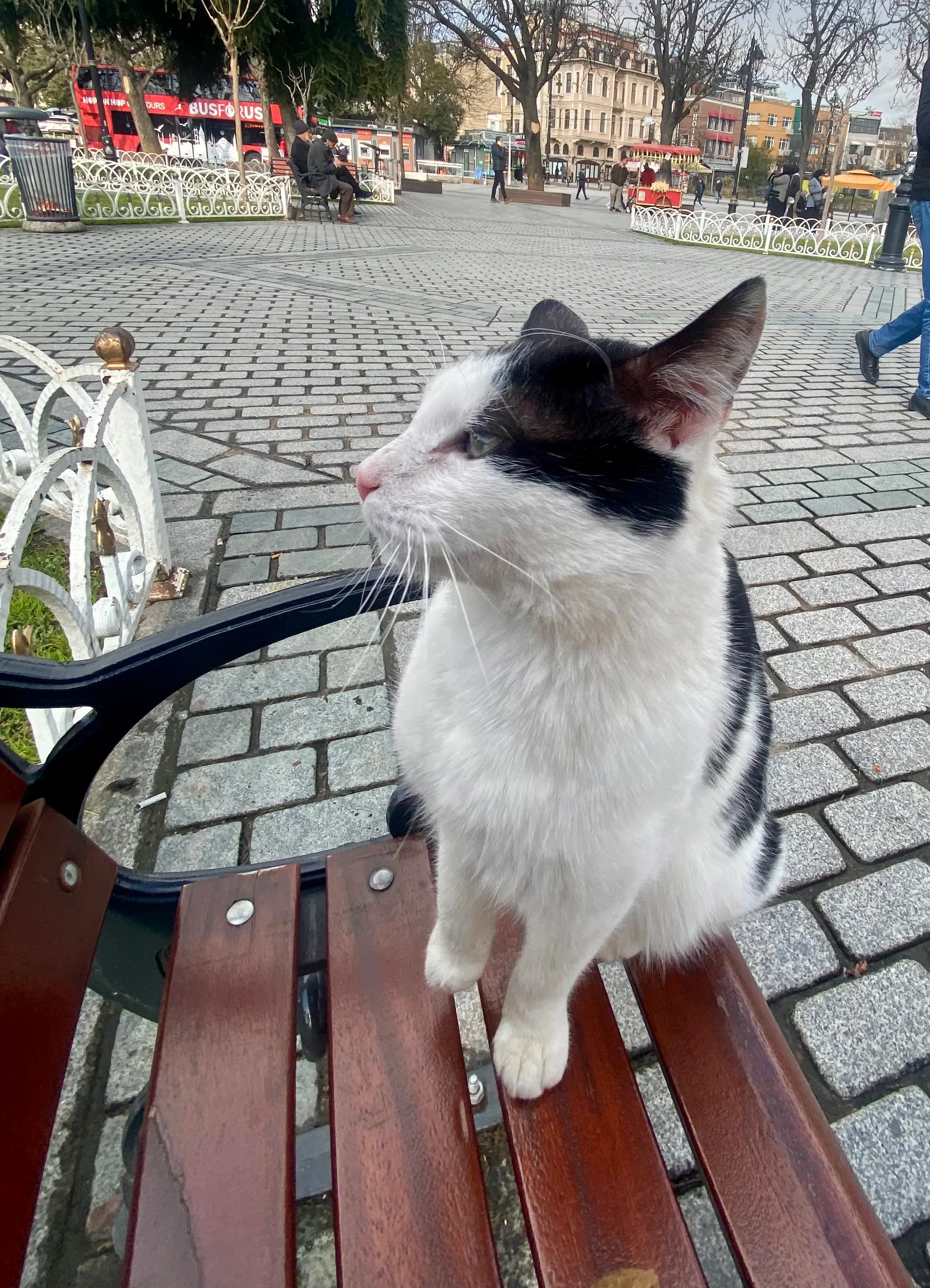 All the cats I've met at Turkey