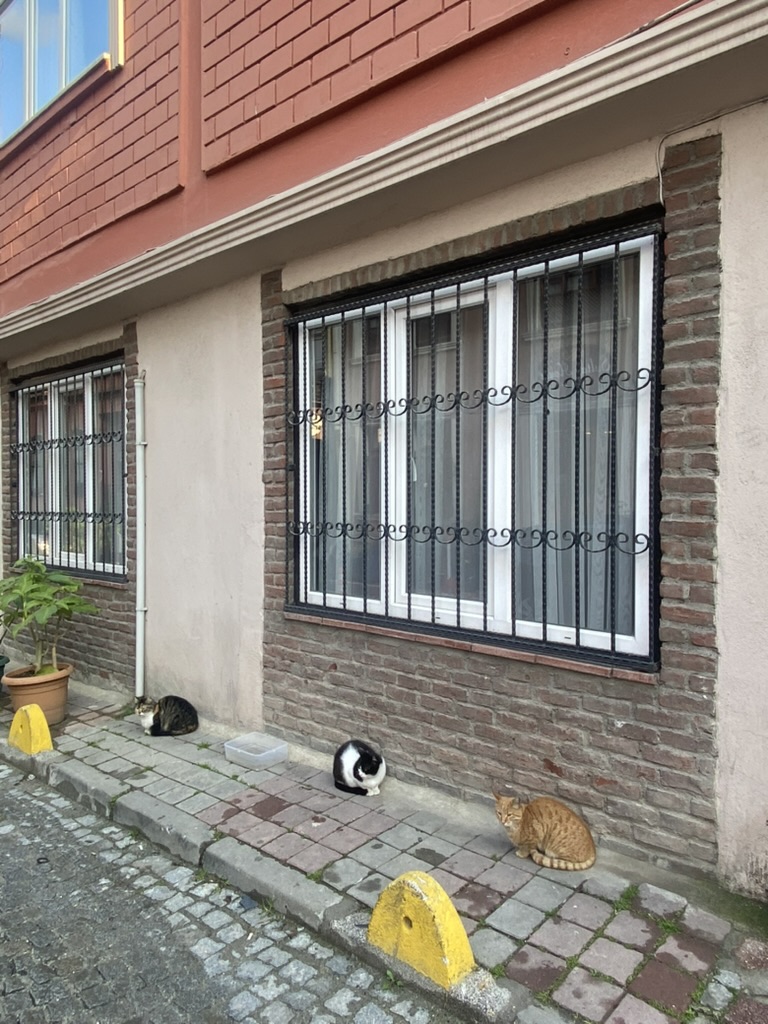 Three cats in a row!