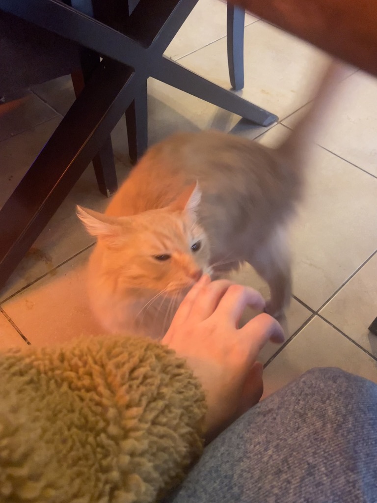 Really cute orange cat